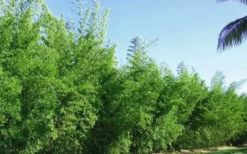 Seabreeze Bamboo - Bambusa Malingensis - 2 Gallon Pot 10 Seabreeze Bamboo - Bambusa Malingensis - 2 Gallon Pot -OLALA Plant Shop Bamboo Seabreeze 2