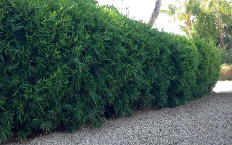 Seabreeze Bamboo - Bambusa Malingensis - 2 Gallon Pot 6 Seabreeze Bamboo - Bambusa Malingensis - 2 Gallon Pot - Image 6