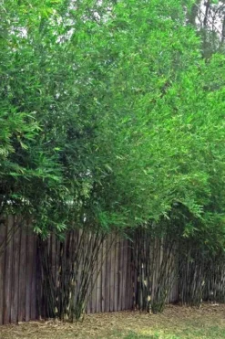 Seabreeze Bamboo - Bambusa Malingensis - 2 Gallon Pot 9 Seabreeze Bamboo - Bambusa Malingensis - 2 Gallon Pot -OLALA Plant Shop Bamboo Seabreeze 4