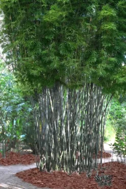 Silk Bamboo - Bambusa Textilis 'Glabra' - 2 Gallon Pot -OLALA Plant Shop Bamboo Silk 5