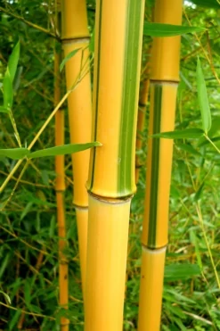 Green Groove Golden Bamboo - Phyllostachys Aureosulcata 'Spectabilis' - 3 Gallon Pot (4-6') -OLALA Plant Shop Bamboo Spectabilis 13