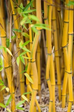 Green Groove Golden Bamboo - Phyllostachys Aureosulcata 'Spectabilis' - 3 Gallon Pot (2-4') -OLALA Plant Shop Bamboo Spectabilis 17 1