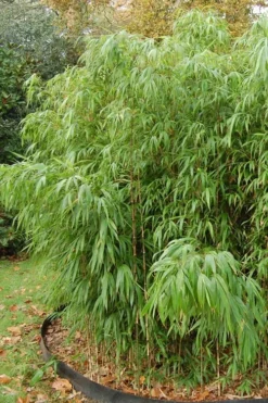 Square Stem Bamboo (Chimonobambusa Quadrangularis) - 3 Gallon Pot (2-4') -OLALA Plant Shop Bamboo Square 2
