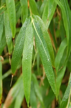 Square Stem Bamboo (Chimonobambusa Quadrangularis) - 3 Gallon Pot (2-4') -OLALA Plant Shop Bamboo Square 3