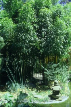 Golden Square Stem Bamboo (Chimonobambusa Quadrangularis 'Suow') - 5 Gallon Pot 16 Golden Square Stem Bamboo (Chimonobambusa Quadrangularis 'Suow') - 5 Gallon Pot -OLALA Plant Shop Bamboo Square 4 2
