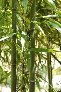Square Stem Bamboo (Chimonobambusa Quadrangularis) - 3 Gallon Pot (2-4') -OLALA Plant Shop Bamboo Square 7