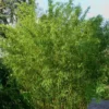 Stone Bamboo - Phyllostachys Angusta - 3 Gallon Pot (3-4')