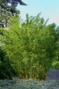 Stone Bamboo - Phyllostachys Angusta - 3 Gallon Pot (3-4')