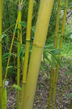 Stone Bamboo - Phyllostachys Angusta - 3 Gallon Pot (3-4') 9 Stone Bamboo - Phyllostachys Angusta - 3 Gallon Pot (3-4') -OLALA Plant Shop Bamboo Stone 2