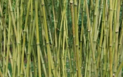 Stone Bamboo - Phyllostachys Angusta - 3 Gallon Pot (3-4') 11 Stone Bamboo - Phyllostachys Angusta - 3 Gallon Pot (3-4') -OLALA Plant Shop Bamboo Stone 3