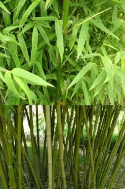 Stone Bamboo - Phyllostachys Angusta - 3 Gallon Pot (3-4') 10 Stone Bamboo - Phyllostachys Angusta - 3 Gallon Pot (3-4') -OLALA Plant Shop Bamboo Stone 4