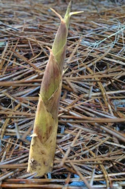 Sweet Shoot Bamboo - Phyllostachys Dulcis - 3 Gallon Pot 11 Sweet Shoot Bamboo - Phyllostachys Dulcis - 3 Gallon Pot -OLALA Plant Shop Bamboo Sweet Shoot 2