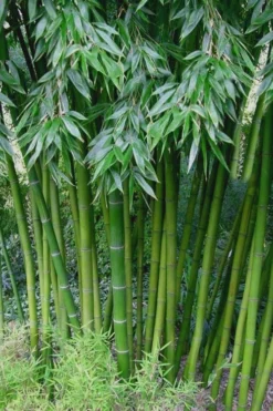 Sweet Shoot Bamboo - Phyllostachys Dulcis - 3 Gallon Pot