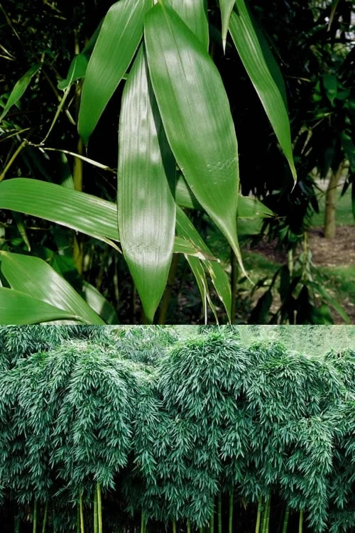 Sweet Shoot Bamboo - Phyllostachys Dulcis - 3 Gallon Pot 5 Sweet Shoot Bamboo - Phyllostachys Dulcis - 3 Gallon Pot - Image 5