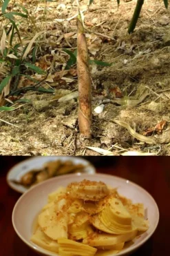 Sweet Shoot Bamboo - Phyllostachys Dulcis - 3 Gallon Pot 9 Sweet Shoot Bamboo - Phyllostachys Dulcis - 3 Gallon Pot -OLALA Plant Shop Bamboo Sweet Shoot 7