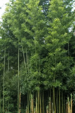 Temple Bamboo (Semiarundinaria Fastuosa) - 3 Gallon Pot (4-6'+) -OLALA Plant Shop Bamboo Temple 20