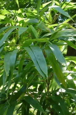 Temple Bamboo (Semiarundinaria Fastuosa) - 3 Gallon Pot (2-4') 11 Temple Bamboo (Semiarundinaria Fastuosa) - 3 Gallon Pot (2-4') -OLALA Plant Shop Bamboo Temple 6 1