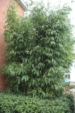 Temple Bamboo (Semiarundinaria Fastuosa) - 3 Gallon Pot (4-6'+) -OLALA Plant Shop Bamboo Temple 9