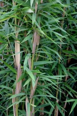Tonkin Cane Tea Stick Bamboo - Pseudosasa Amabilis - 3 Gallon Pot -OLALA Plant Shop Bamboo Tonkin Cane 12