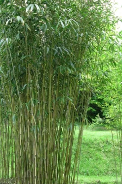Tonkin Cane Tea Stick Bamboo - Pseudosasa Amabilis - 3 Gallon Pot -OLALA Plant Shop Bamboo Tonkin Cane 21