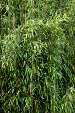 Tonkin Cane Tea Stick Bamboo - Pseudosasa Amabilis - 3 Gallon Pot -OLALA Plant Shop Bamboo Tonkin Cane 3