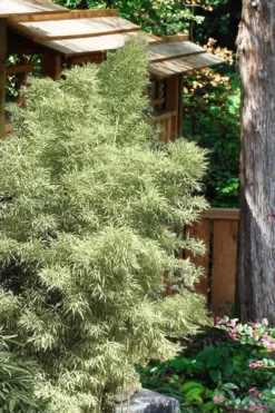 Variegated Chinese Temple Bamboo - Sinobambusa Tootsik 'Albostriata' - 3 Gallon Pot -OLALA Plant Shop Bamboo Variegated Chinese Temple Bamboo 5