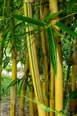 Asian Lemon Bamboo (Bambusa Eutuldoides 'Viridivittata') - 3 Gallon Pot -OLALA Plant Shop Bamboo Viridivittata 3