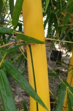 Asian Lemon Bamboo (Bambusa Eutuldoides 'Viridivittata') - 3 Gallon Pot -OLALA Plant Shop Bamboo Viridivittata 6