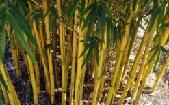 Asian Lemon Bamboo (Bambusa Eutuldoides 'Viridivittata') - 3 Gallon Pot -OLALA Plant Shop Bamboo Viridivittata 7
