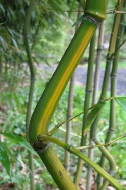 Yellow Groove Bamboo (Phyllostachys Aureosulcata) - 3 Gallon Pot (2-4') -OLALA Plant Shop Bamboo Yellow Groove 11 1