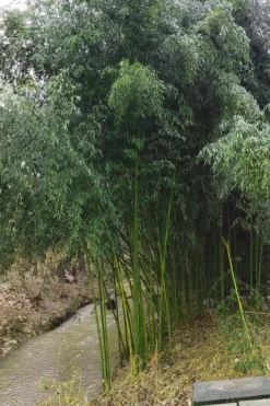 Yellow Groove Bamboo (Phyllostachys Aureosulcata) - 3 Gallon Pot (4-6'+) -OLALA Plant Shop Bamboo Yellow Groove 13