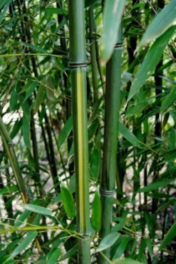 Yellow Groove Bamboo (Phyllostachys Aureosulcata) - 3 Gallon Pot (4-6'+) -OLALA Plant Shop Bamboo Yellow Groove 9