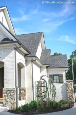 Serpentine Weeping Blue Atlas Cedar - 3 Gallon Pot -OLALA Plant Shop Cedar Blue Atlas Serpentine 11