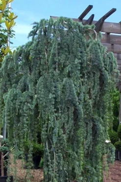 Weeping Blue Atlas Cedar -2 Gallon Pot 9 Weeping Blue Atlas Cedar -2 Gallon Pot -OLALA Plant Shop Cedar Weeping Blue Atlas 1