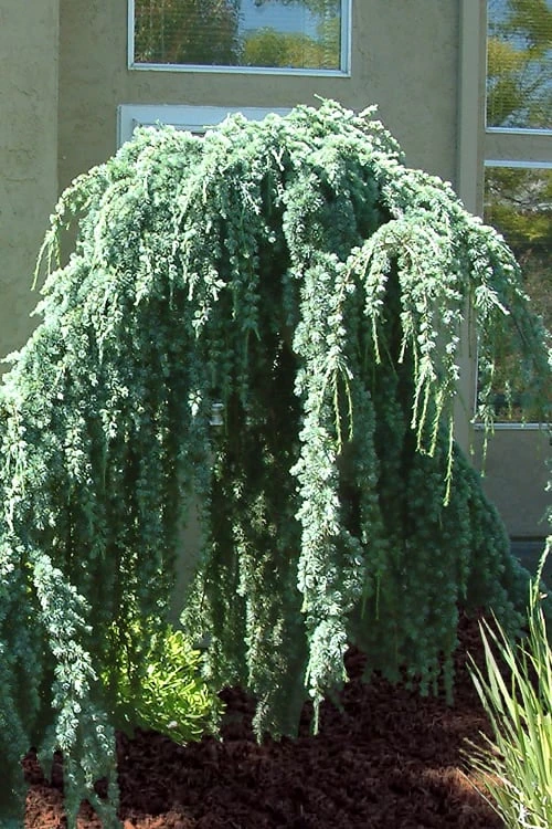 Weeping Blue Atlas Cedar - 5 Gallon Pot 6 Weeping Blue Atlas Cedar - 5 Gallon Pot - Image 6