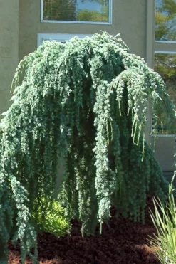 Weeping Blue Atlas Cedar -2 Gallon Pot 11 Weeping Blue Atlas Cedar -2 Gallon Pot -OLALA Plant Shop Cedar Weeping Blue Atlas 4