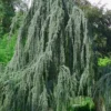 Weeping Blue Atlas Cedar - 5 Gallon Pot