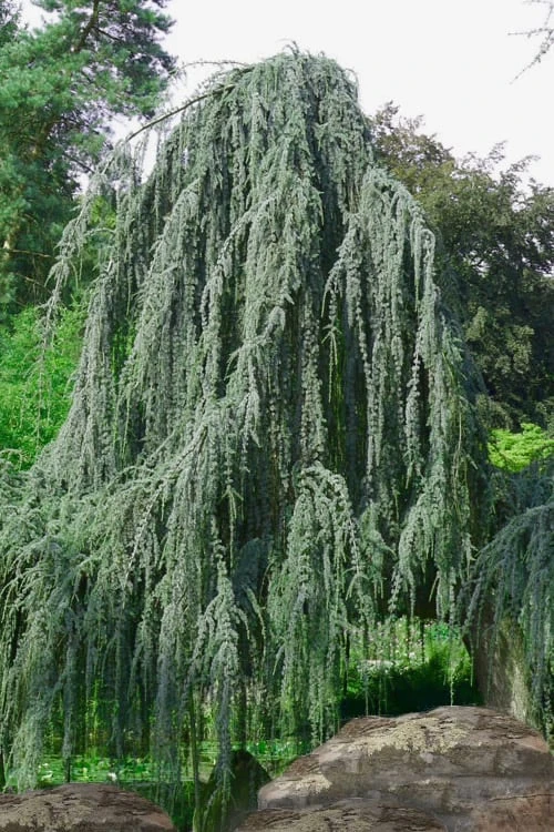 Weeping Blue Atlas Cedar -2 Gallon Pot 1 Weeping Blue Atlas Cedar -2 Gallon Pot