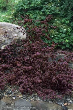 Red Dragon Contorted Filbert - Corylus Avellena - 1 Gallon Pot -OLALA Plant Shop Contorted Filbert Red Dragon 7