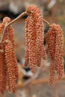 Red Dragon Contorted Filbert - Corylus Avellena - 1 Gallon Pot -OLALA Plant Shop Contorted Filbert Red Dragon 9
