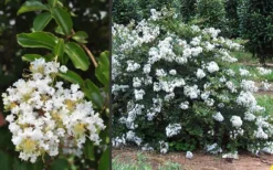 Acoma Weeping White Crape Myrtle - 1 Gallon Pot -OLALA Plant Shop Crape Myrtle Acoma 3 1