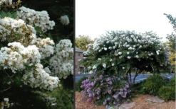 Acoma Weeping White Crape Myrtle - 6 Pack Of 1 Gallon Pots -OLALA Plant Shop Crape Myrtle Acoma 4