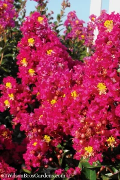 Berry Dazzle Dwarf Crape Myrtle - 1 Gallon Pot -OLALA Plant Shop Crape Myrtle Berry Dazzle 11