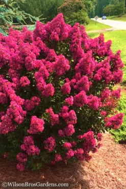 Berry Dazzle Dwarf Crape Myrtle - 2 Gallon Pot -OLALA Plant Shop Crape Myrtle Berry Dazzle 14 1