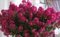 Berry Dazzle Dwarf Crape Myrtle - 2 Gallon Pot -OLALA Plant Shop Crape Myrtle Berry Dazzle 3 1