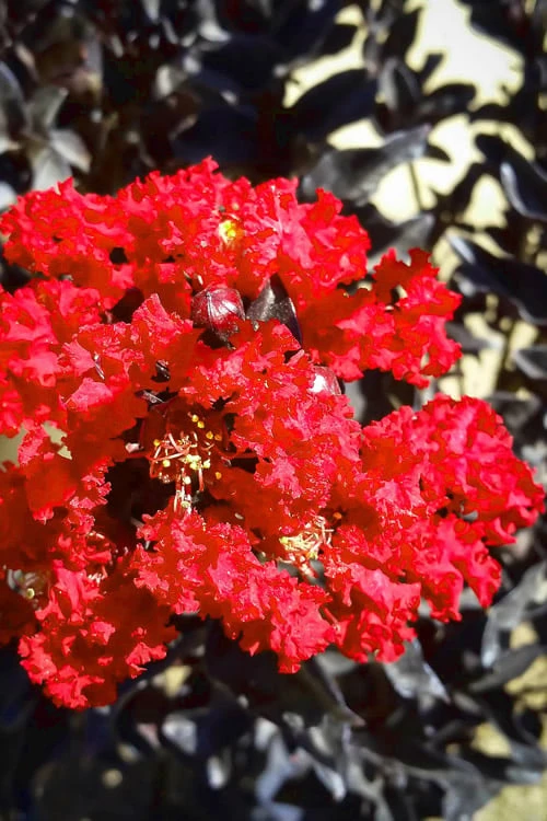 Black Diamond Red Hot Crape Myrtle - 3 Gallon Pot 1 Black Diamond Red Hot Crape Myrtle - 3 Gallon Pot