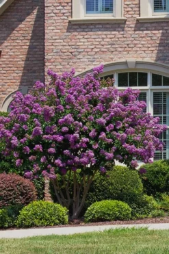 Catawba Purple Crape Myrtle - 6 Pack Of 1 Gallon Pots -OLALA Plant Shop Crape Myrtle Catawba 5 3