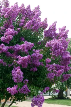 Catawba Purple Crape Myrtle - 6 Pack Of 1 Gallon Pots -OLALA Plant Shop Crape Myrtle Catawba 500x750 4