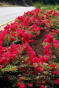 Cherry Dazzle Dwarf Crape Myrtle - 2 Gallon Pot -OLALA Plant Shop Crape Myrtle Cherry Dazzle 31 2