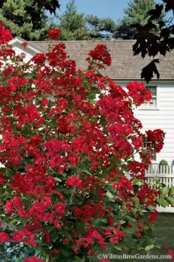 Colorama Scarlet Red Crape Myrtle - 7 Gallon Pot (3-4') -OLALA Plant Shop Crape Myrtle Colorama Scarlet 1 1